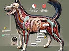 Megainfográfico: como é o corpo de um cachorro | Super