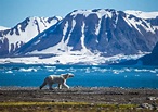 Best Things To Do in Svalbard