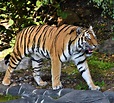 wallpaper tiger, jaws, predator, animal HD : Widescreen : High ...