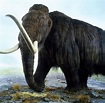 Genetik: Russen und Südkoreaner wollen Mammut klonen - WELT