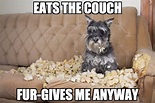 150+ Dog Memes: Wonder-Fur-l , A-Dork-Able and Paw-Sitively Howl Worthy ...