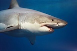 Fantastica Animal: Great White Shark