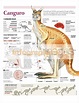Kangaroo Anatomy