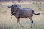 Blue Wildebeest photo from Savuti, Botswana