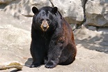 File:Black Bear 7.jpg - Wikimedia Commons