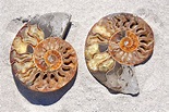 Ammonite: Meaning, Properties, and Benefits You Should Know