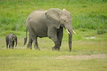 Free stock photo of african elephant, elephants