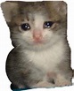 Sad Cat Memes PNG Images Transparent Free Download | PNGMart