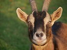 Hawai'i's Feral Goats: Cute—But Destructive | Big Island Now