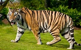 Bengal Tiger Wallpapers - Top Free Bengal Tiger Backgrounds ...