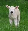 File:Sheep, Stodmarsh 6.jpg - Wikimedia Commons