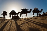 Finding Israel's first camels: Archaeologists pinpoint the date when ...