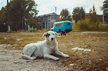 The Surviving Dogs Of Chernobyl And What We Can Learn