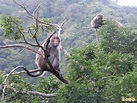 為農民除猴患出奇招 台東縣府擬辦「抓猴」大賽 - 生活 - 自由時報電子報
