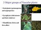 PPT - Vascular Plants PowerPoint Presentation, free download - ID:4122450