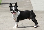 Boston Terrier - Pictures, Information, Temperament, Characteristics ...