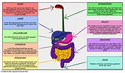 Organe im Verdauungstrakt Diagramm | Wissenschaftliche Unterrichtspläne