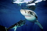 Tiburón Blanco » Características, Alimentación, Hábitat, Reproducción ...