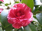 File:Camellia japonica 'Kikutouji'.jpg - Wikimedia Commons