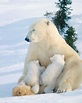 polar bear - Kids | Britannica Kids | Homework Help