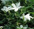 Poet's Jasmine - Jasminum officinale grandiflorum - Very Fragrant - 4 ...
