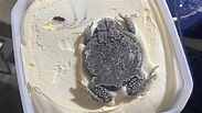 開蓋冰淇淋驚見「整隻蟾蜍」 超完整冰封照瘋傳｜東森新聞