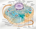 Unique Characteristics of Eukaryotic Cells | Microbiology | | Course Hero
