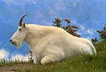 Mountain Goat | Wild Life World
