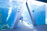 【日本自由行】一年四季都好好逛！日本必訪10大水族館 | All About Japan