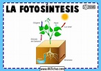 La Fotosíntesis: Explicacion y Partes del proceso