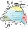 Nasal cavity - Wikipedia