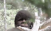 In Search Of Bigfoot: A Televised Expedition May Prove The Elusive ...