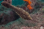 Scrawled Filefish – Facts and Photographs | Seaunseen