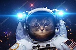 Beautiful cat in outer space. Elements of this image furnished by NASA ...