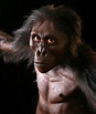Australopithecus afarensis - AL 288 - "Lucy" - reconstruction by John ...