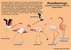 Flamingos / Zoopark Erfurt