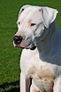 Dogo Argentino Dog Breed Information & Characteristics | Daily Paws