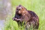 Beaver Facts - Animal Facts Encyclopedia