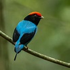 tangará (Chiroxiphia caudata) | WikiAves - A Enciclopédia das Aves do ...