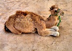 Dromedary Camel Calf in Marrakech, Morocco - Encircle Photos