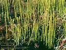 Equisetum variegatum (Variegated horsetail)