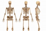 How many bones are there in the human body? | The US Sun