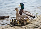 Mallard Duck Family Photograph by Holden The Moment - Pixels