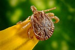 Everything you need to know about Scrub typhus, the bacteria that has ...