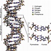 File:DNA Structure+Key+Labelled.pn NoBB.png - Wikipedia, the free ...