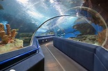 Aquatunnel | Blue Planet Aquarium, Ellesmere Port, UK. | jpguk | Flickr