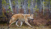 Eurasian Wolf. Scientific Name: Canis Lupus Lupus. Natural Habitat ...