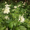 Meadowsweet; useful herb for skin problems - Helenatur
