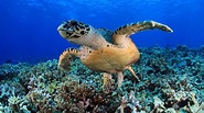 【動物好朋友】綠蠵龜(Green sea turtle) - 國家地理雜誌中文網