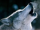 Compilacion de lobos aullando | Animales en Video